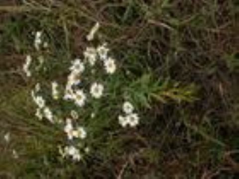 Ruscus Aculeatus Saponins 